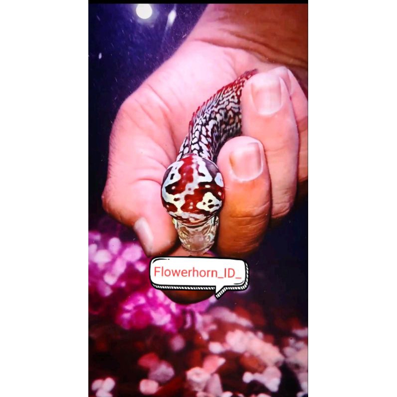 Burayak Louhan Kamfa F2Vip Thailand