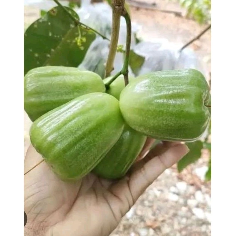 

Bibit Jambu Air Kiojok Ijo Manis Asli Buatan Sendiri