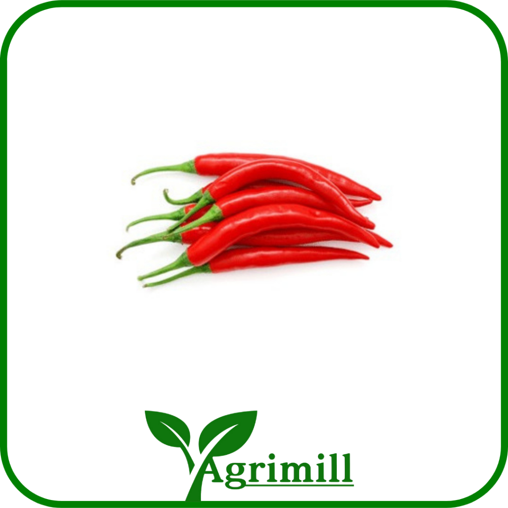

Cabai Merah Besar