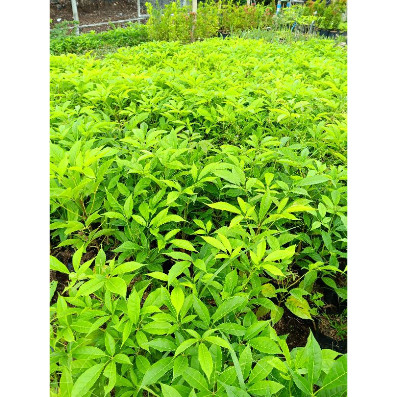 Bibit Pohon Tabebuya | Bibit Tanaman Tabebuya