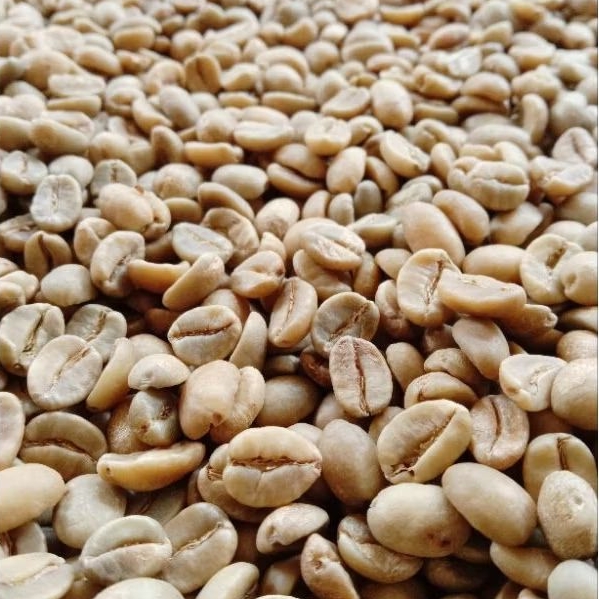 

GREEN BEAN ARABICA TYPICA ANAEROB GRADE SPECIALTY 1KG