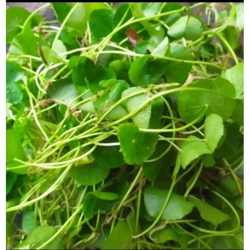 

Daun Antanan / pegagan segar 500gr