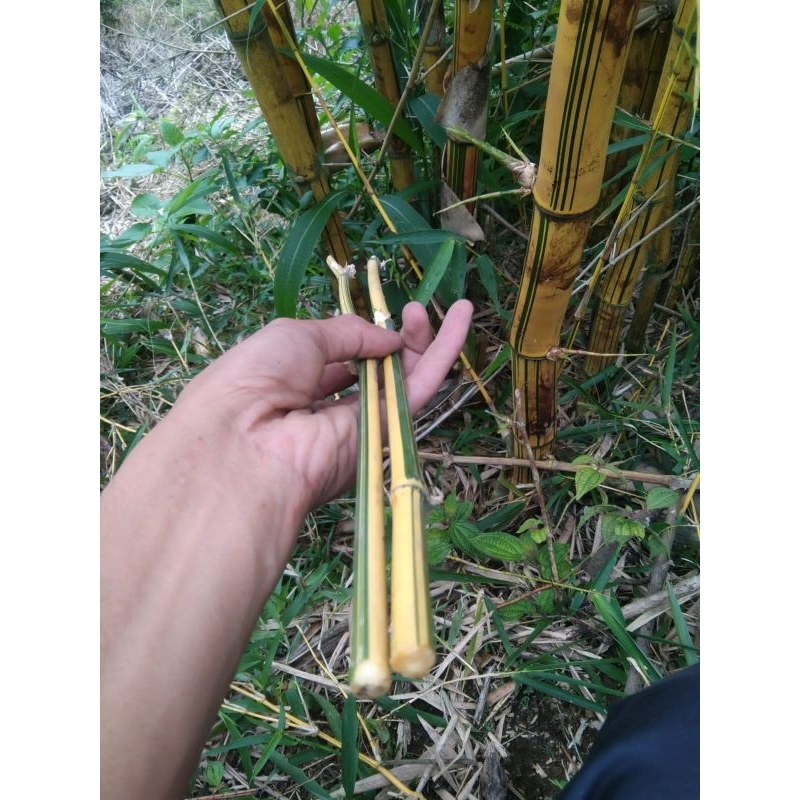 Stik bambu Haur kuning 1 meter