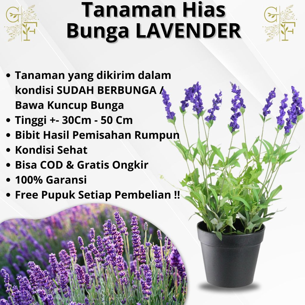 Bunga LAVENDER Tanaman Hias Pengusir Nyamuk Cocok Untuk Indoor Outdoor