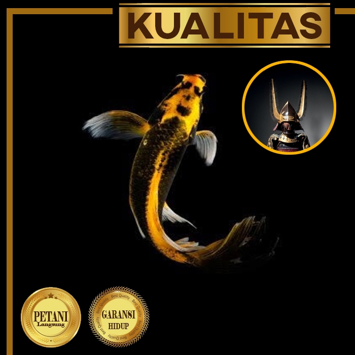 Baby Koi Kabuto Golden Slayer Ikan Hias Kolam Aquarium Aquascape Tanaman Air