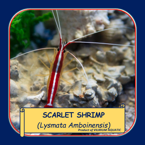 IKAN HIAS AIR LAUT - UDANG PELET / UDANG SCARLET CLEANER / SCARLET CLEANER SHRIMP