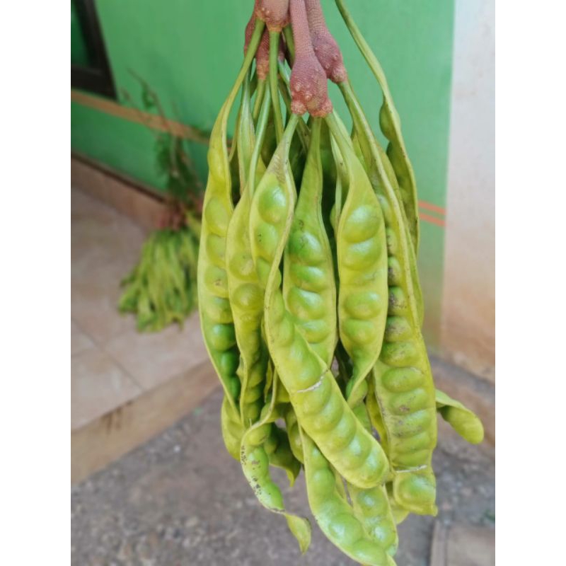 

buah pete segar 3 papan.