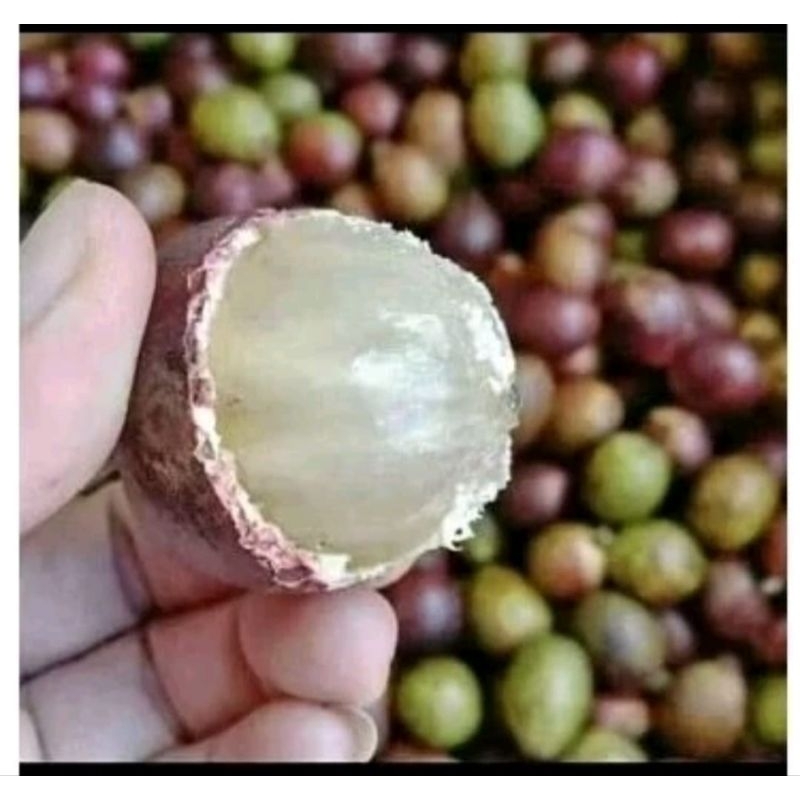 

BUAH MATOA / MATOA FRESH