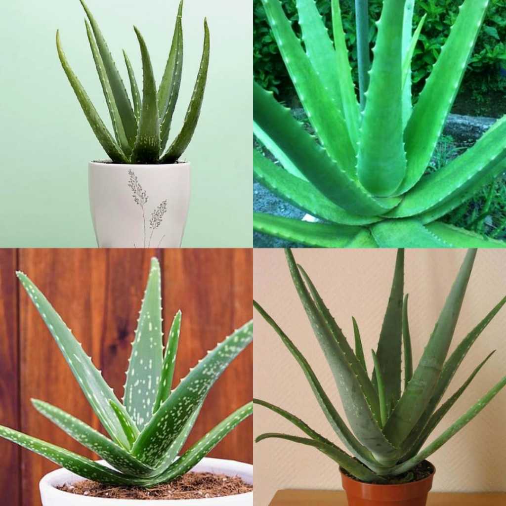 Lidah buaya asli 100%, Lidah Buaya jumbo, Lidah buaya Asli