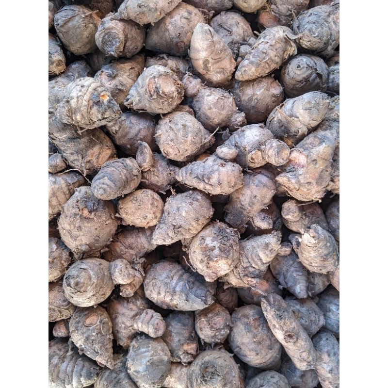 

kepala kunyit/ kunyit bundar 1 kg