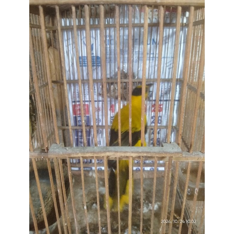 Burung Podang emas besar dari bali bondol PROMO