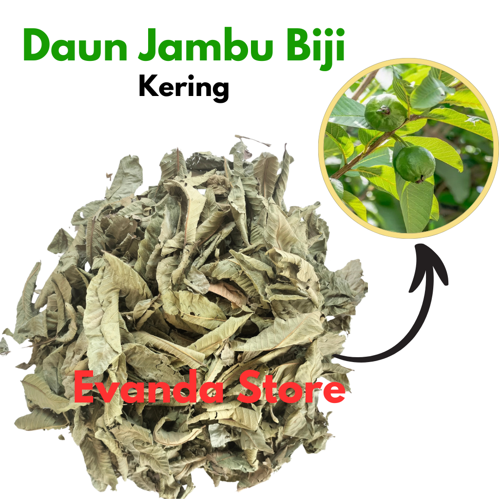 

PROMO 100Gram Daun Jambu Biji Kering Premium