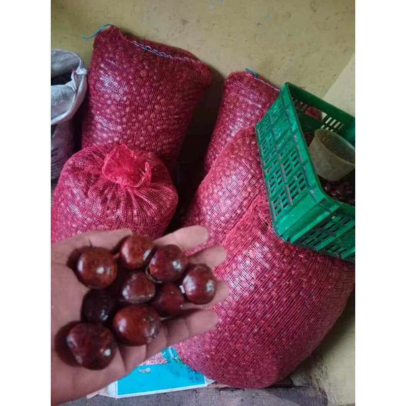 

jengkol tua empuk mentah berkulit, jengkol lokal jawa