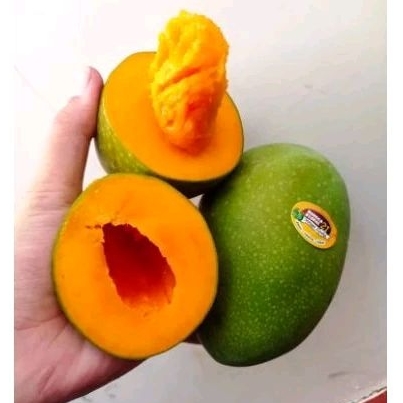 

mangga alpukat klonal