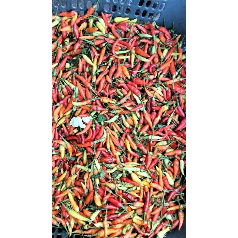 

Lombok kecil tangkai/ cabe kecil / cabe merah