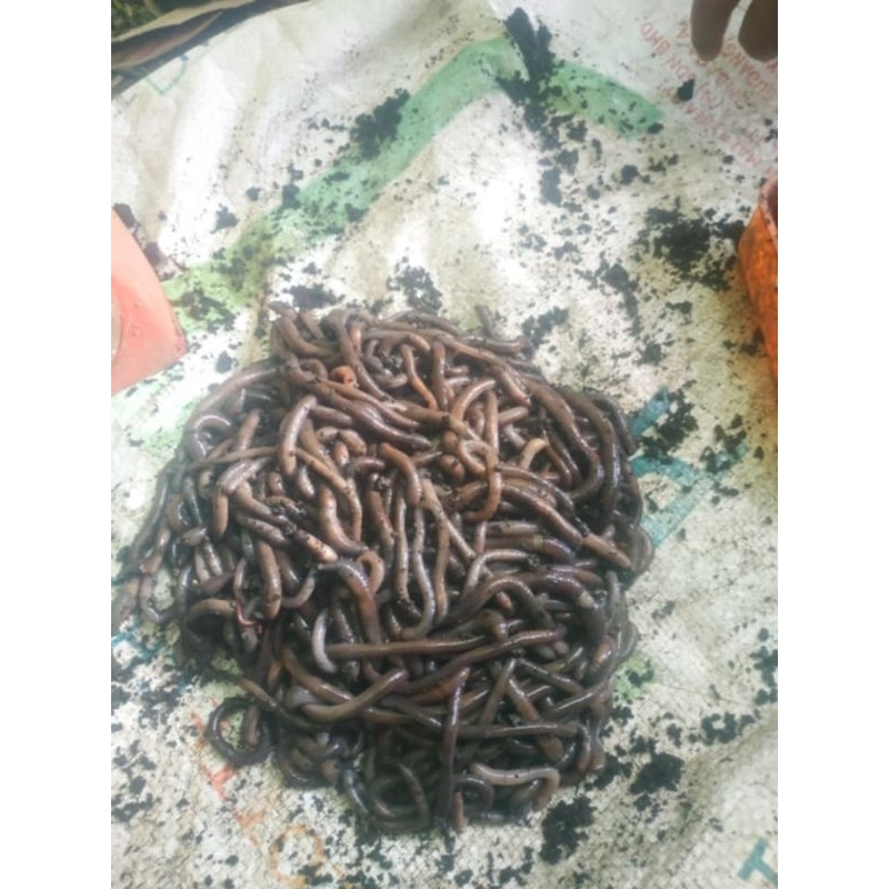 200 gram cacing kalung / cacing tanah / cacing kebo