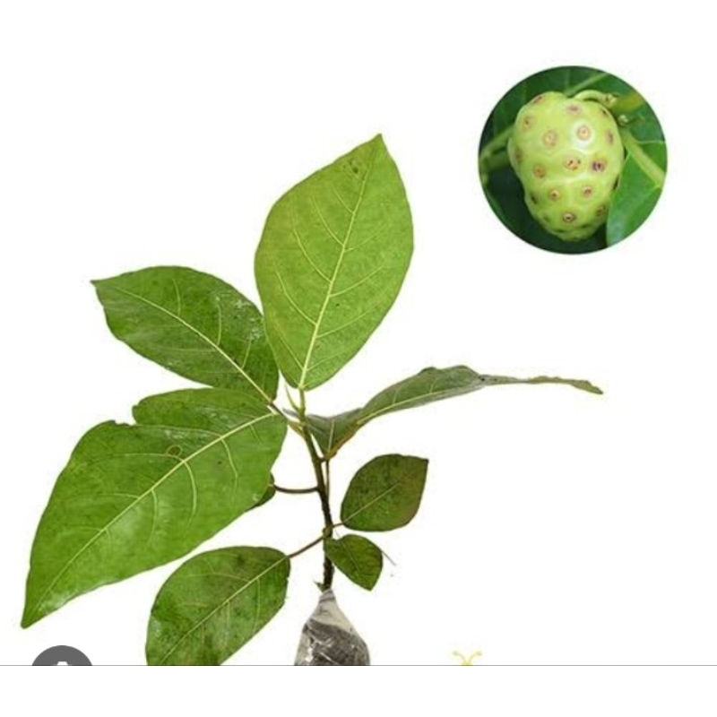 

Mengkudu asli tampa pastisida