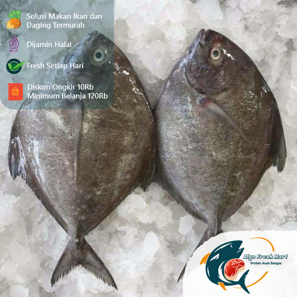 

[TERMURAH] Bawal Laut Ekoran Sedang & Besar