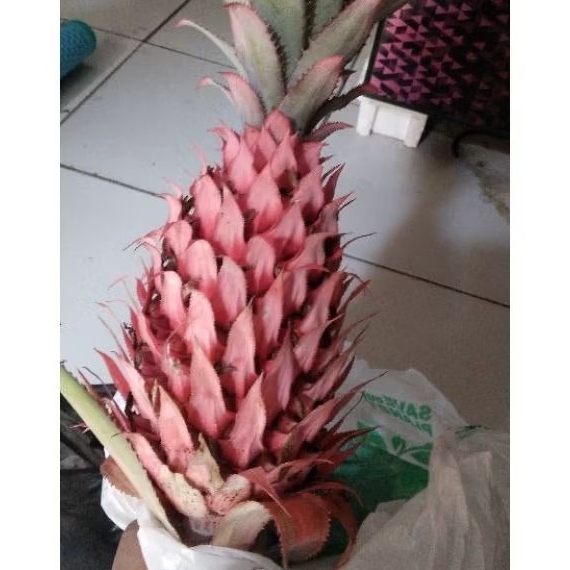 

Nanas muda asli nanas hitan atau nanas merah