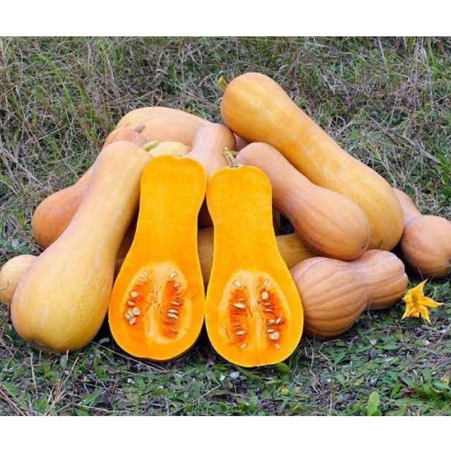 

Lebih Populer Butternut squash Labu Madu pumkin
