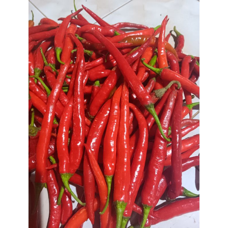 

CABE MERAH BESAR