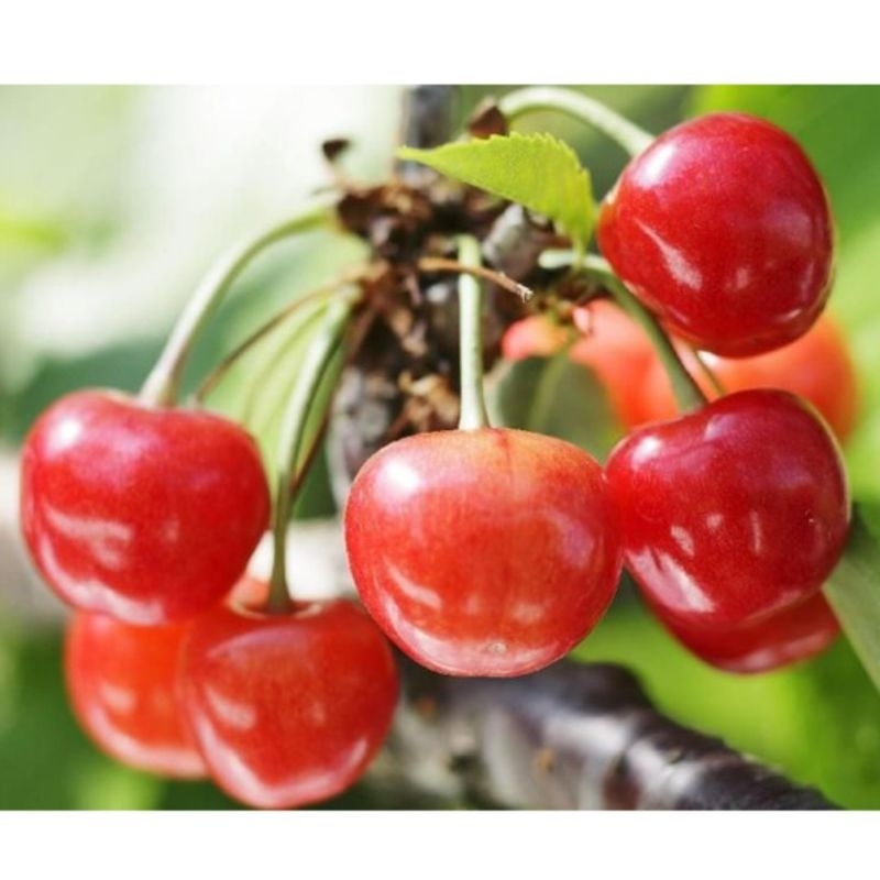 Tanaman Buah Cherry Jepang ASLI / Ceri Jepang Asli / Prunus Serrulata / Zato-Zakura / Ceri Pedesaan 