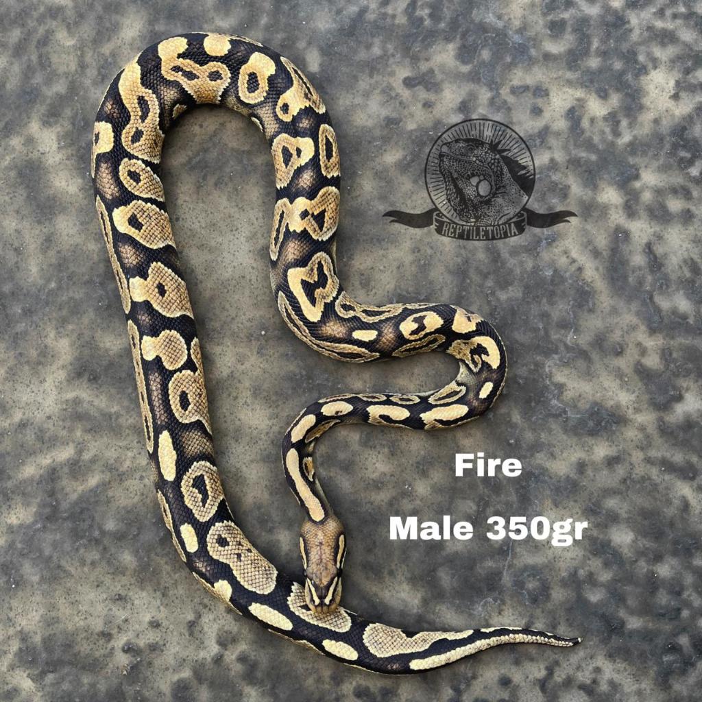 Ball Python Fire Male 350gr - bukan albino snow panana corn king milk snake