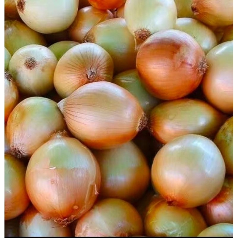 

Sisumafresh Bawang Bombay 500 Gram
