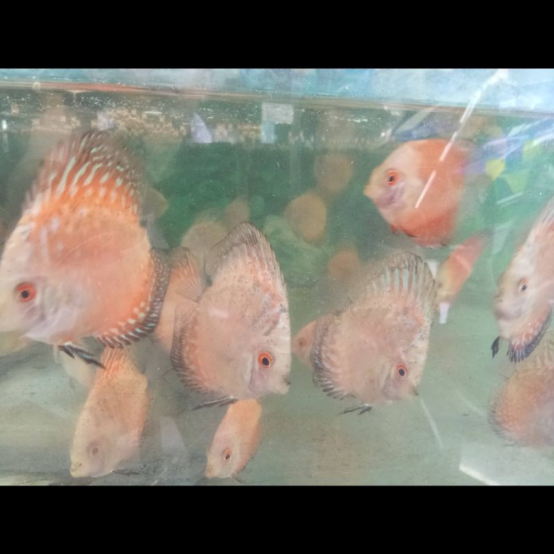 Red Turquoise Discus