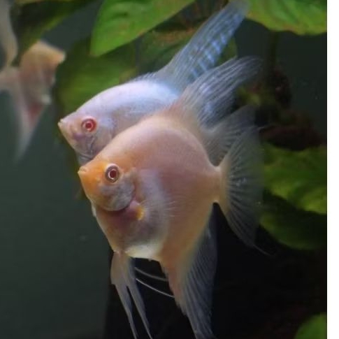 Manfish Blushing Albino 2.5 3 cm - ETALASE AQUARIUM