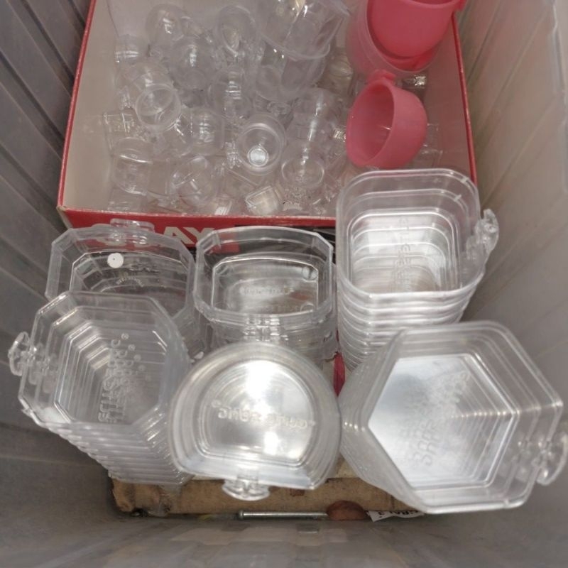 cepuk mandi kolibri pleci