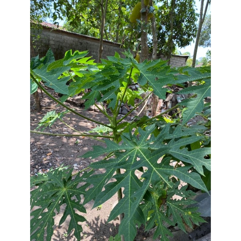

Daun pepaya fresh 300gram periikat