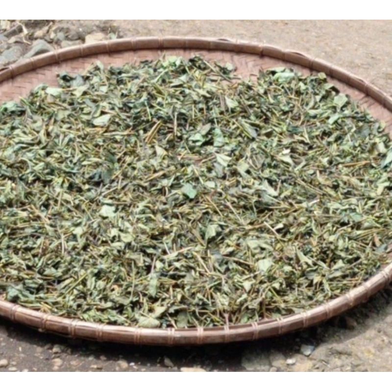 

Daun pecut kuda kering official herbal
