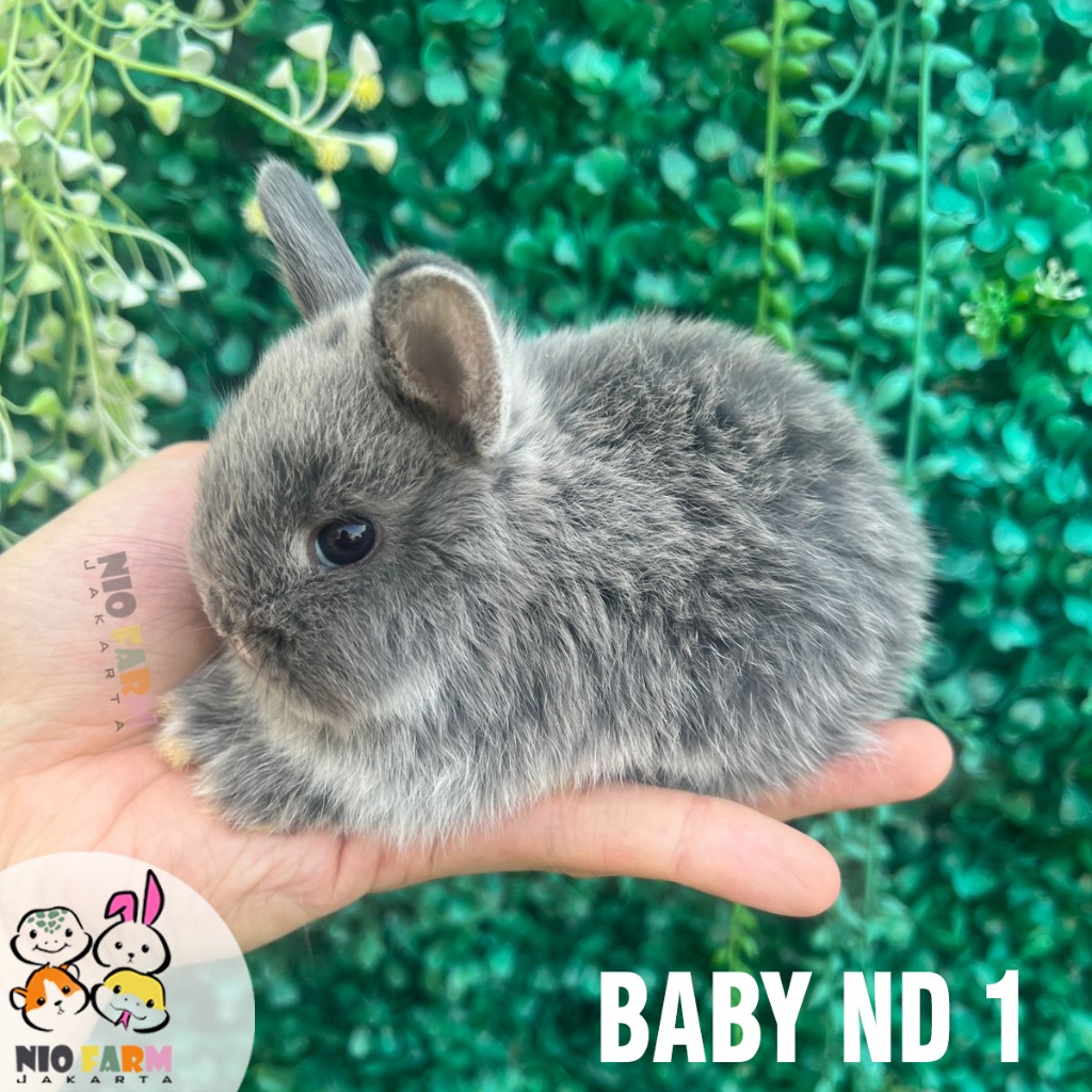 Kelinci Netherland Dwarf Baby