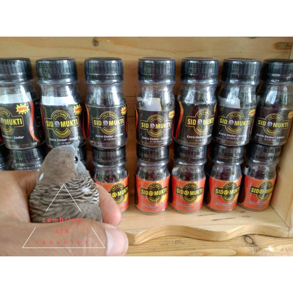 Perkutut Satrio Pinayungan "C" + Gendewo Sabdo