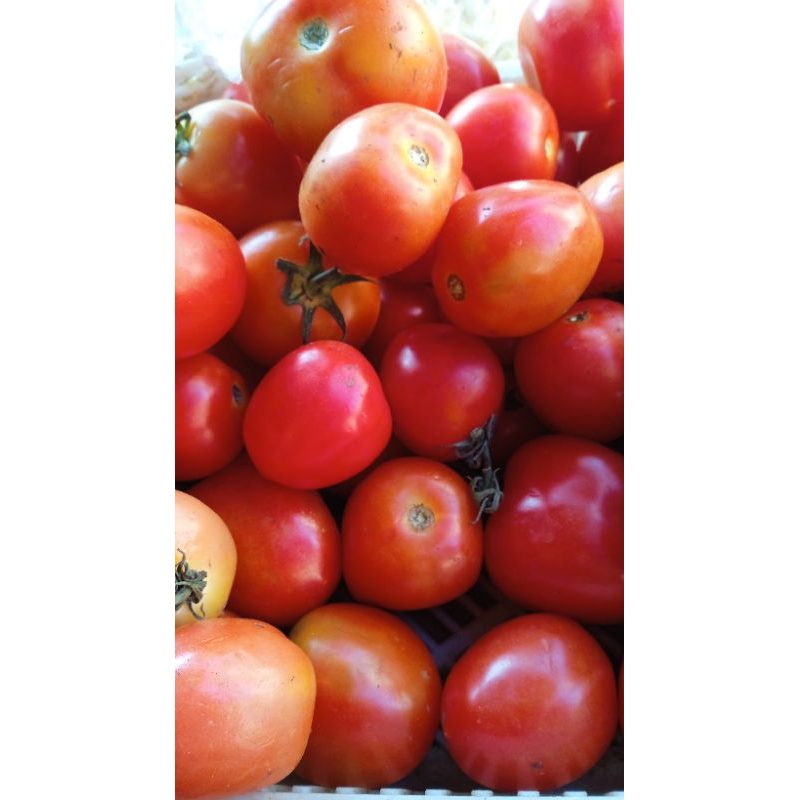 

Tomat Fresh