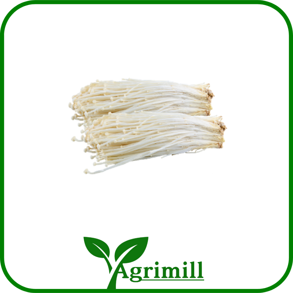 

Jamur Enoki Fresh | Enoki Pack 100gr