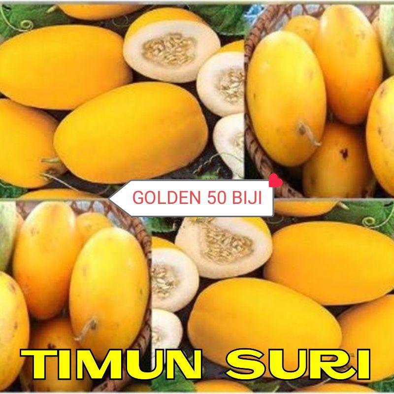 BENIH TIMUN SURI GOLDEN(TIMUN MAS) 50BIJI