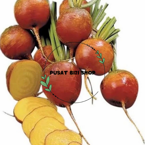 Seeds Golden Bite Benih Bibit Buah Bit Emas Kuning Biji Bit Mirip Ubi Isi 15
