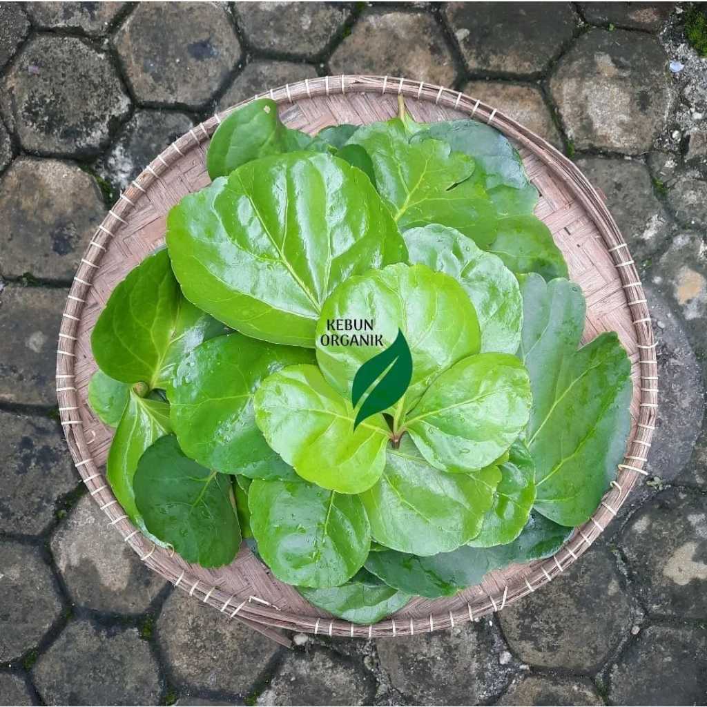 

DAUN MANGKOKAN BERAT BERSIH 500GR