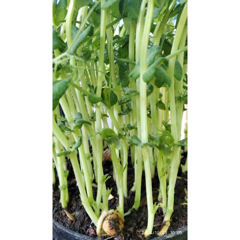 

Sayur Microgreen Pea Shoot / Kacang Polong 50 gram Fresh Cut Siap Makan Siap Masak