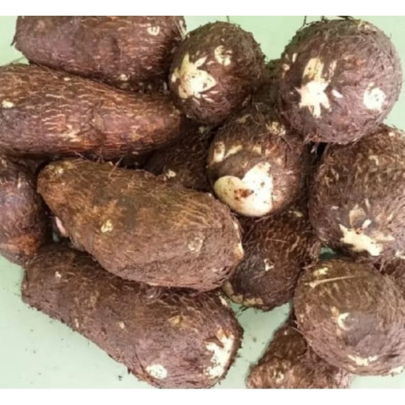 

Talas belitung kimpul masih segar 1 kg ukuran besar