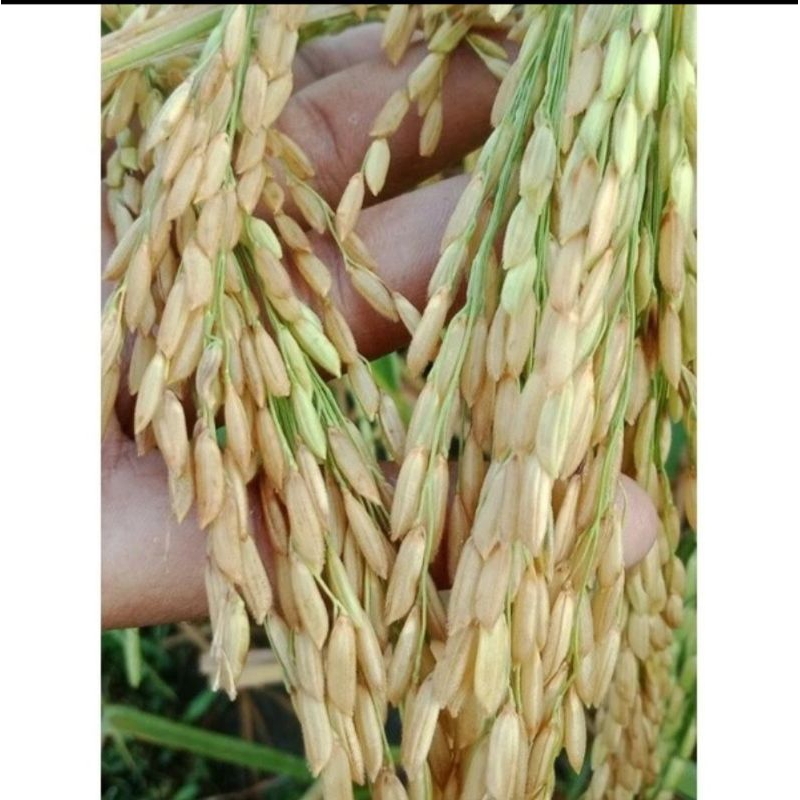 BENIH PADI SRI KEMUNING KEMASAN 5KG