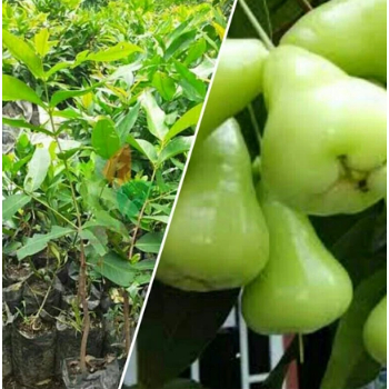 BIBIT JAMBU AIR MADU DELI HIJAU MANIS