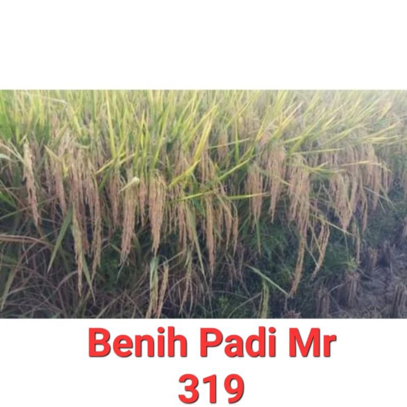 BENIB PADI MR 319 OEIGINAL KEMASAN 1KG