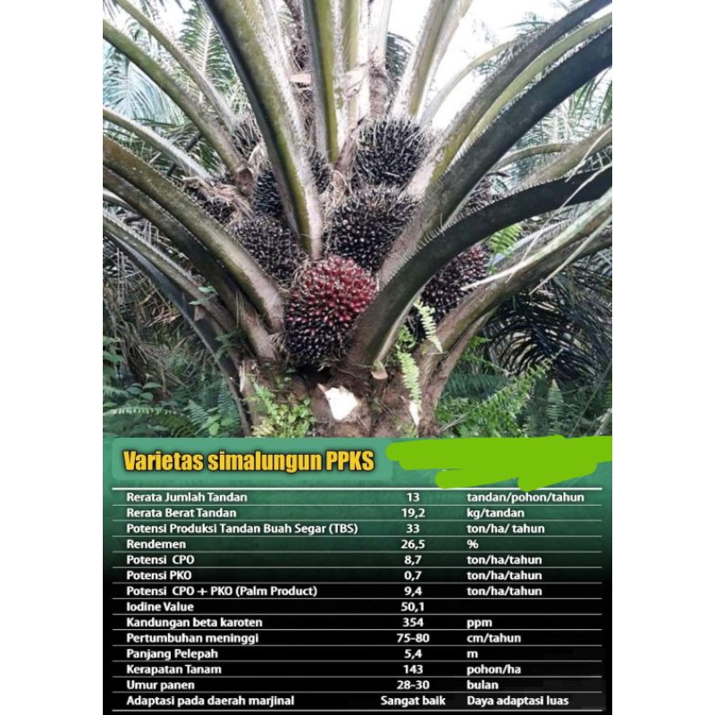 Benih Kecambah kelapa sawit DxP SIMALUNGUN