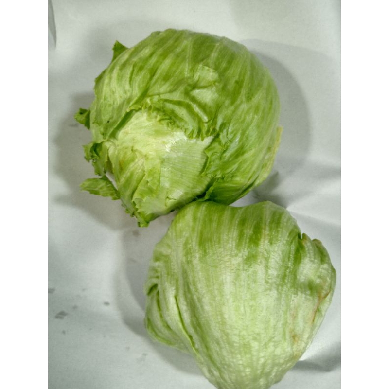 

Letus/Salad/500g(pcs+Peking)