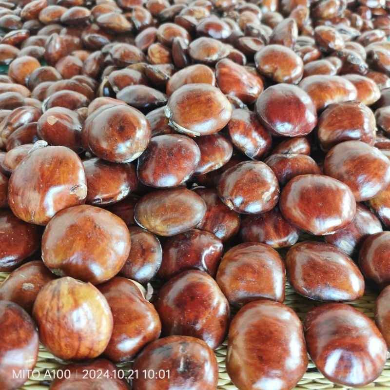 

jengkol tua mentah 1 kg