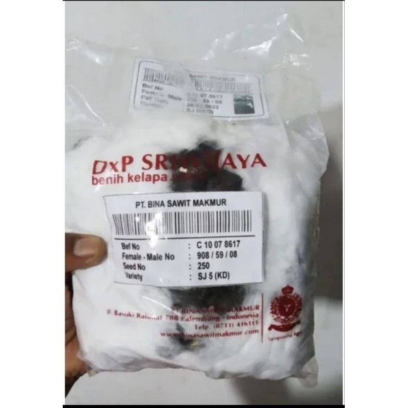 Bibit Sawit SRIWIJAYA 5 SEMIKLON Kualitas Unggul