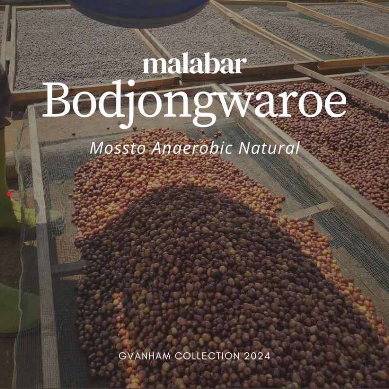 

Greenbeans Arabika Natural Anaerobic Mossto Bodjongwaroe